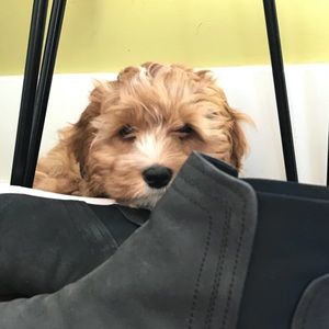 Meet your Posher, Tara